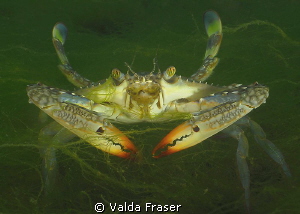 An unexpected encounter on a night dive in an estuary. by Valda Fraser 